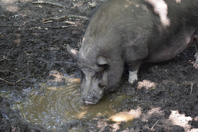 霍伊倫德從 霍伊倫德從