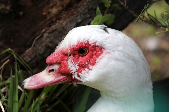 体作战能力 体作战能力